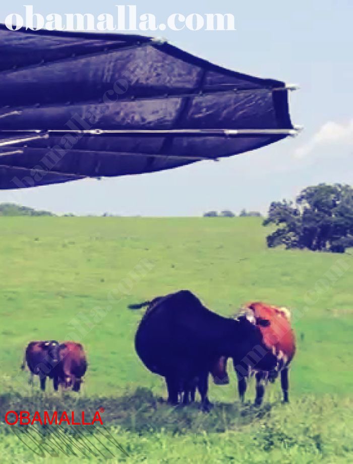Media sombra obamalla protegiendo animales del ganado.